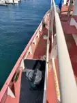 टोबोट बिक्री के लिए