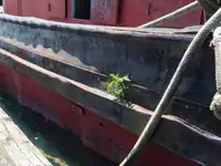 टोबोट बिक्री के लिए