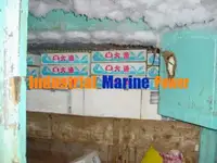 लॉन्गलाइनर बिक्री के लिए