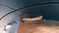 टोबोट बिक्री के लिए