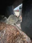 टोबोट बिक्री के लिए